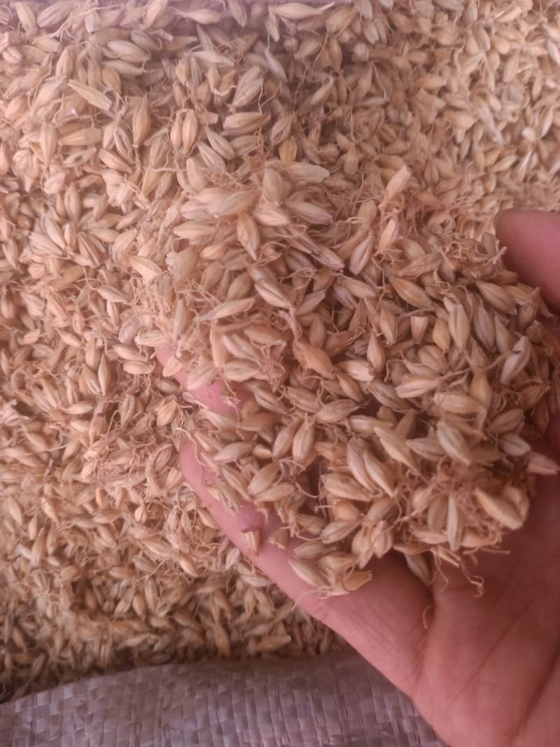 麦芽生麦芽炒麦芽各种规格过筛无沫
