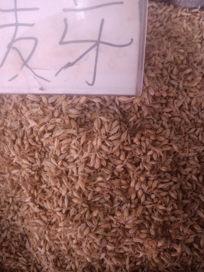 麦芽生麦芽炒麦芽各种规格过筛无沫