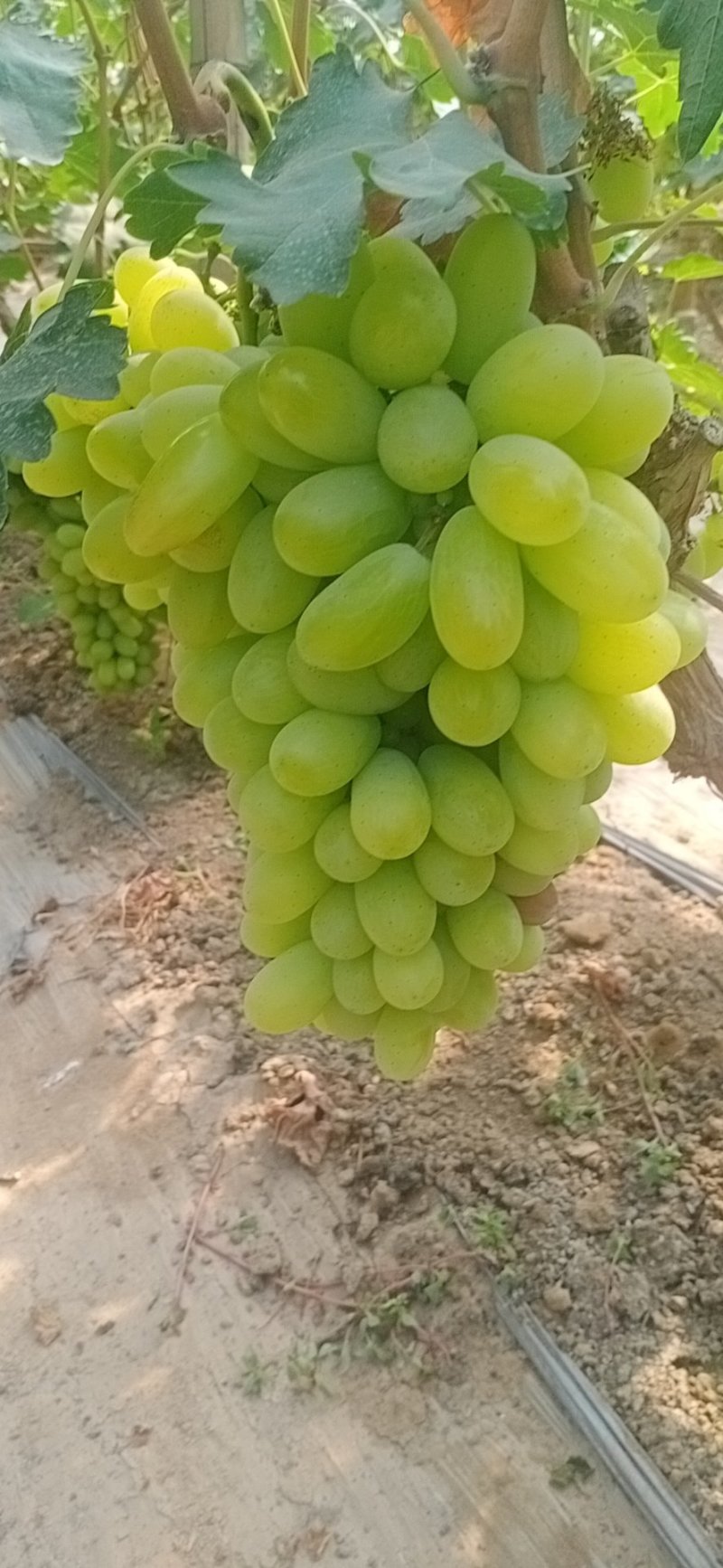维多利亚葡萄