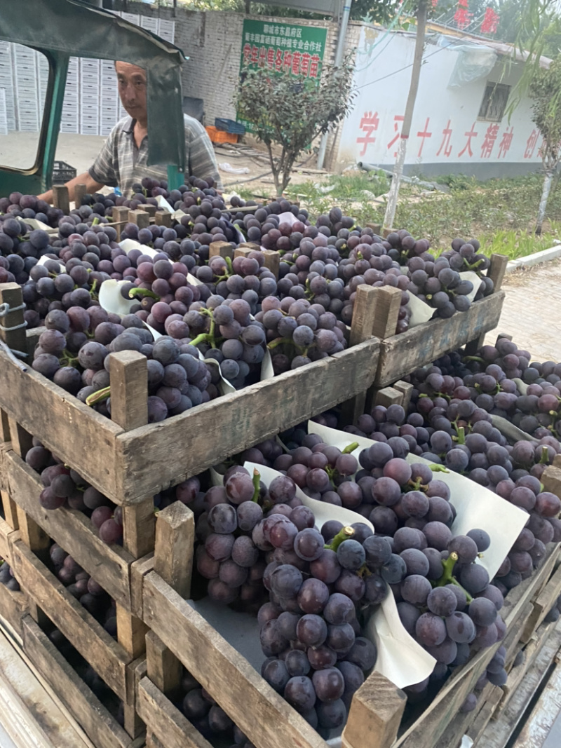 聊城软枝藤稔巨峰大量上市中产地直供（提供冷库）