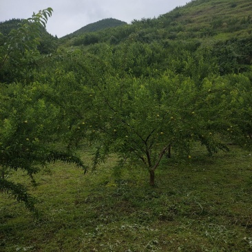 蜂糖李开始预定了马上成熟马上成熟欢迎实地考