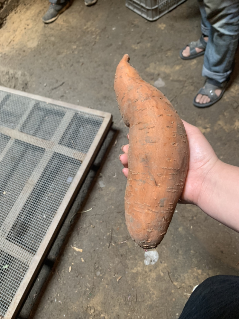 精品香瓜羊角蜜八里香金妃白糖罐批发