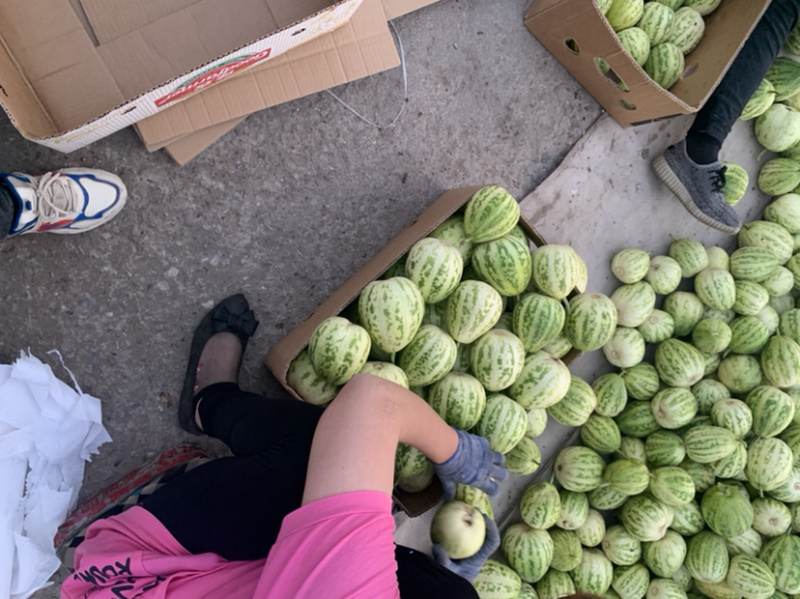 精品香瓜羊角蜜八里香金妃白糖罐批发