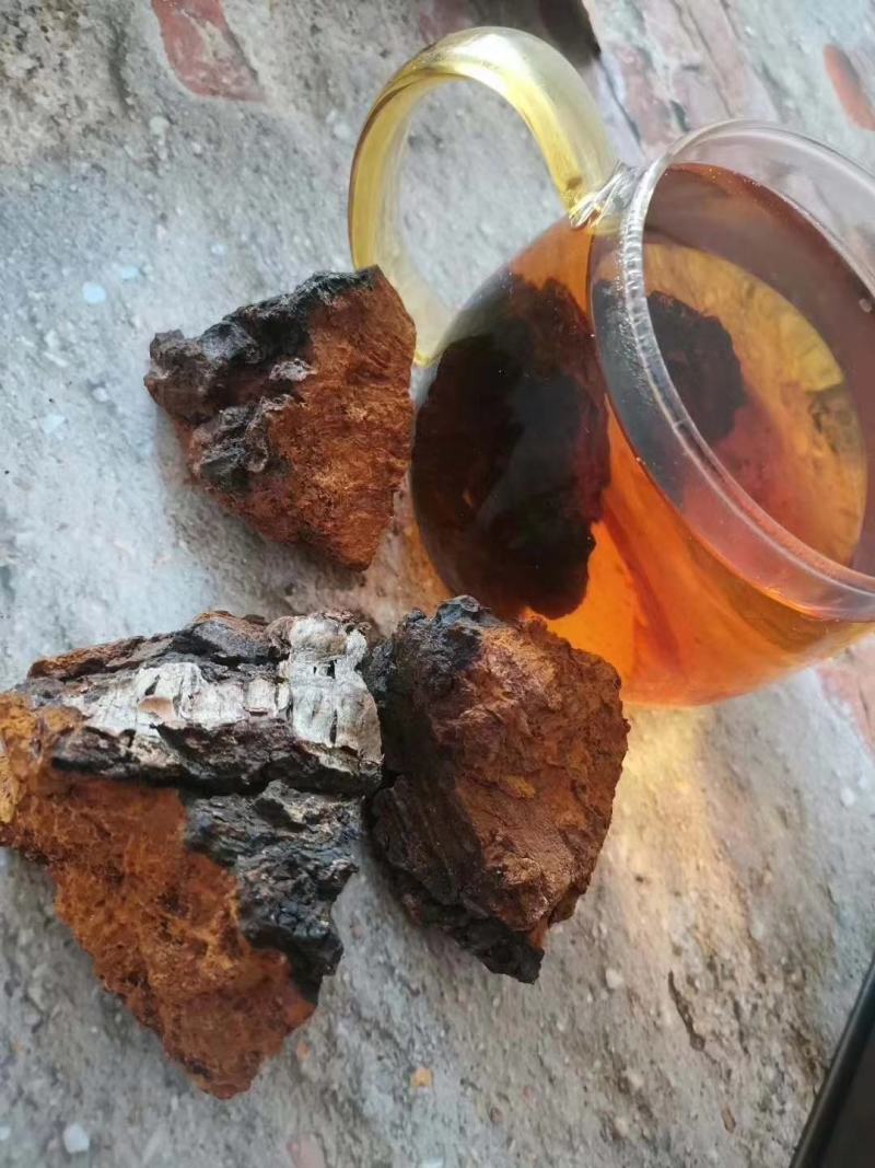 俄罗斯西伯利亚原包桦树茸