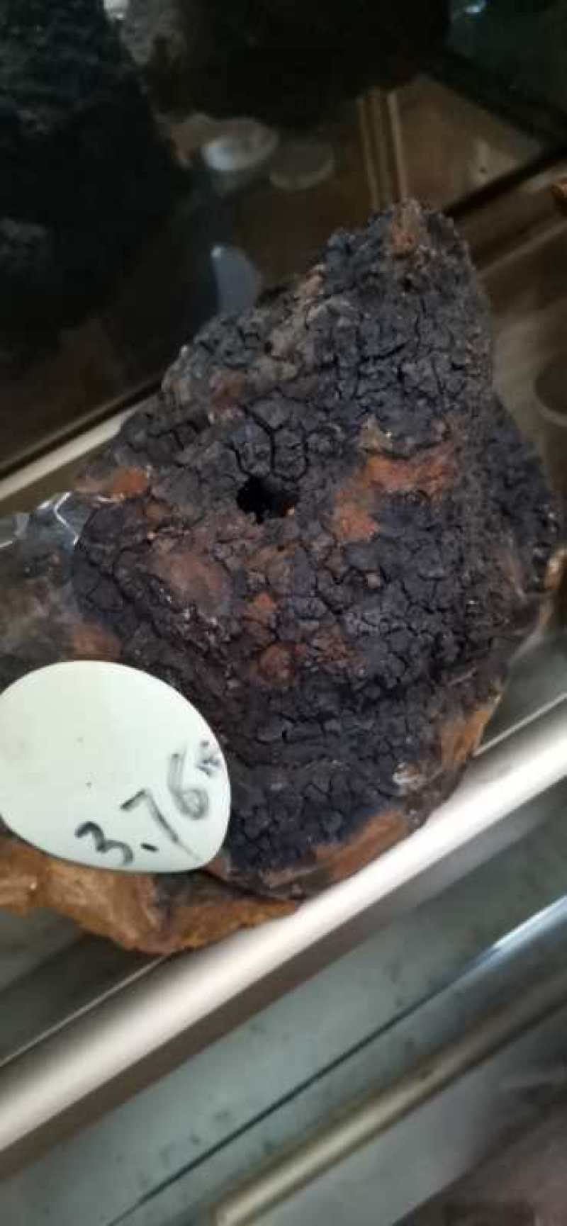 俄罗斯西伯利亚原包桦树茸