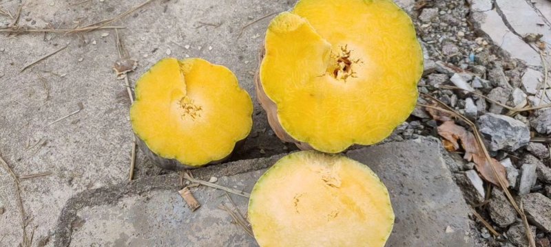 精品密本南瓜，黑皮冬瓜