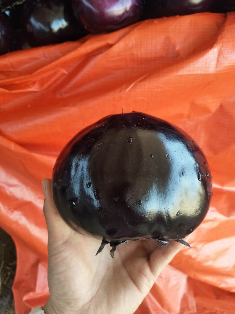 河北精品冷棚紫光圆茄子大量上市！个头均匀，