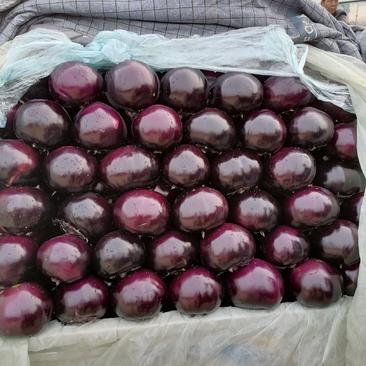 河北精品冷棚紫光圆茄子大量上市！个头均匀，