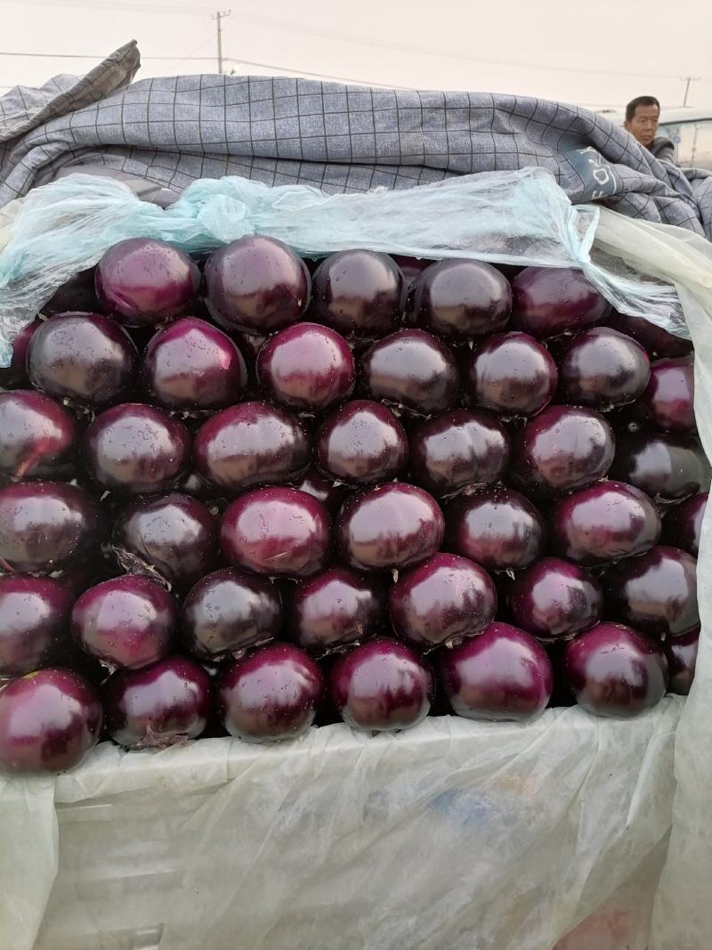 河北精品冷棚紫光圆茄子大量上市！个头均匀，