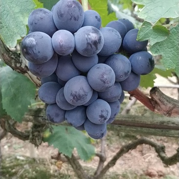 巨峰葡萄
