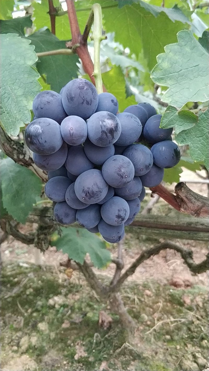 巨峰葡萄