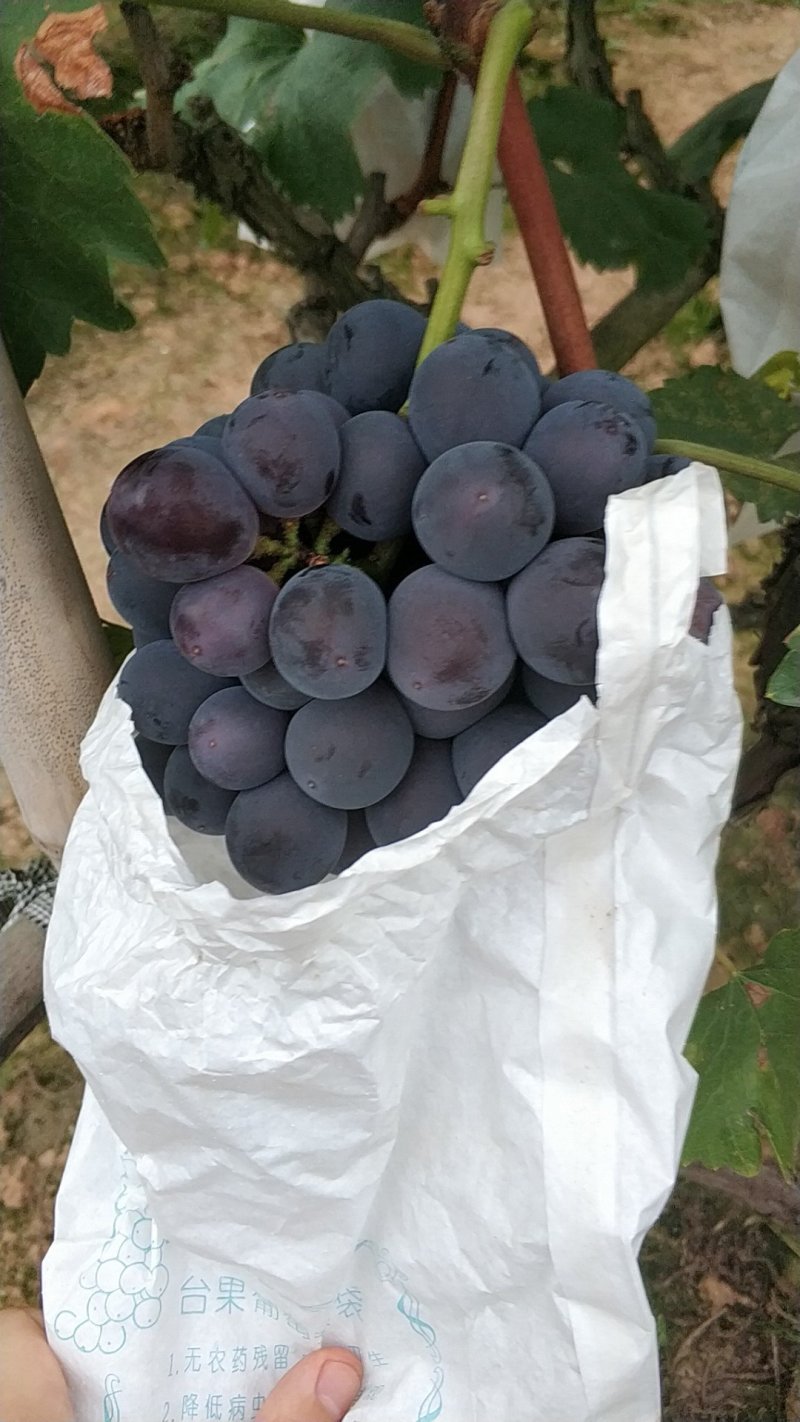 巨峰葡萄