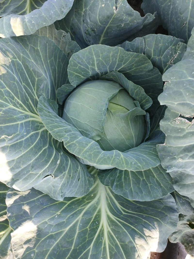 奥奇娜扁包菜，适合市场，加工厂，养殖场，产地直供，一手货