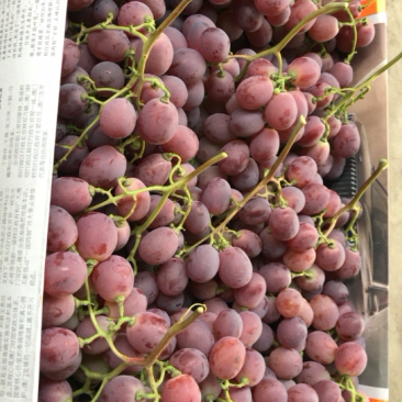 红提葡萄颜色红颗粒大量大有优惠
