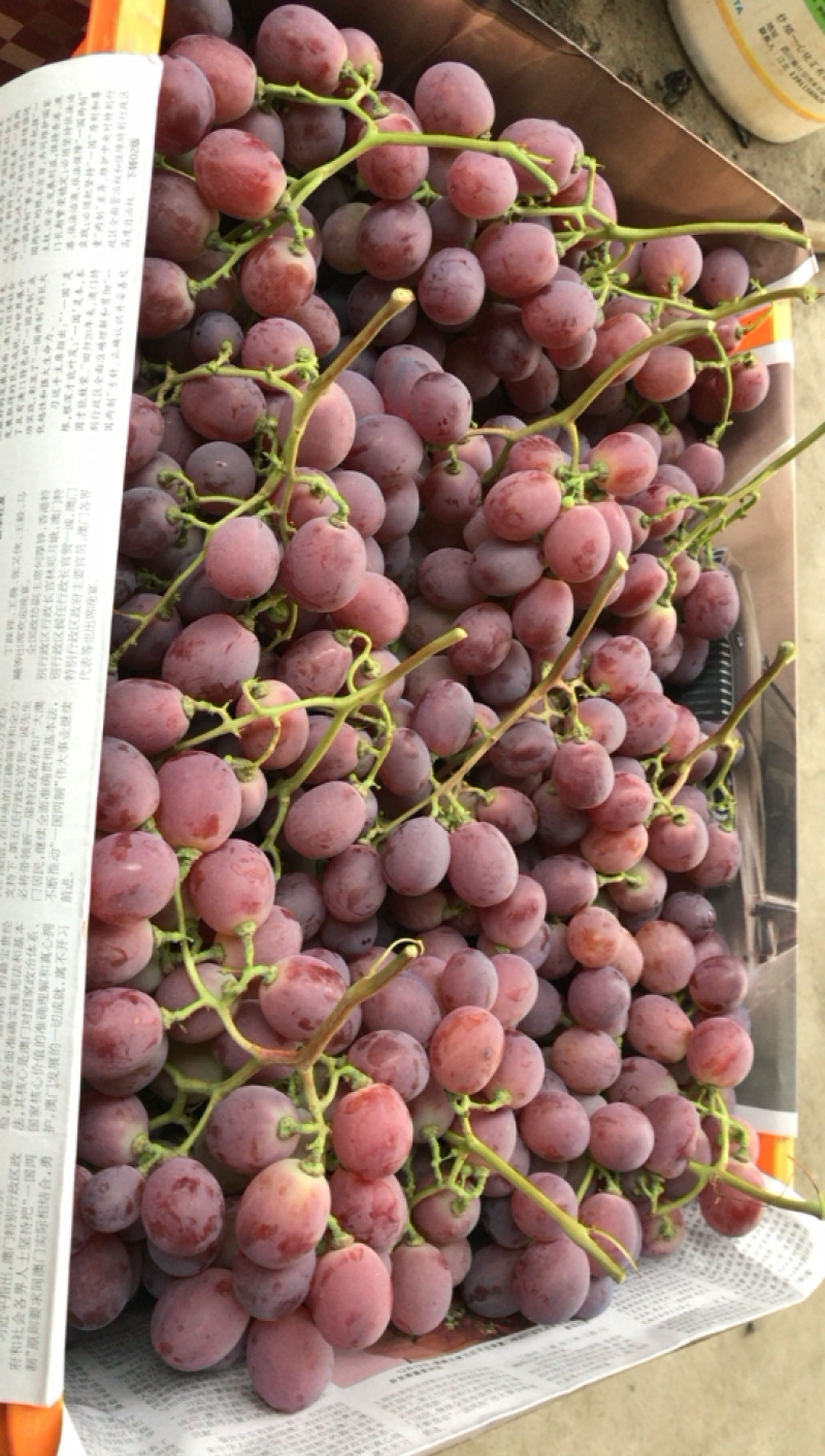 红提葡萄颜色红颗粒大量大有优惠