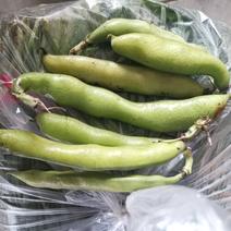 蚕豆（大豆4粒以上）新品种，绿颗粒每天可以走货