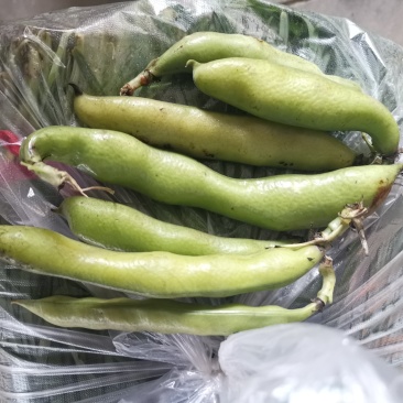 蚕豆（大豆4粒以上）新品种，绿颗粒每天可以走货