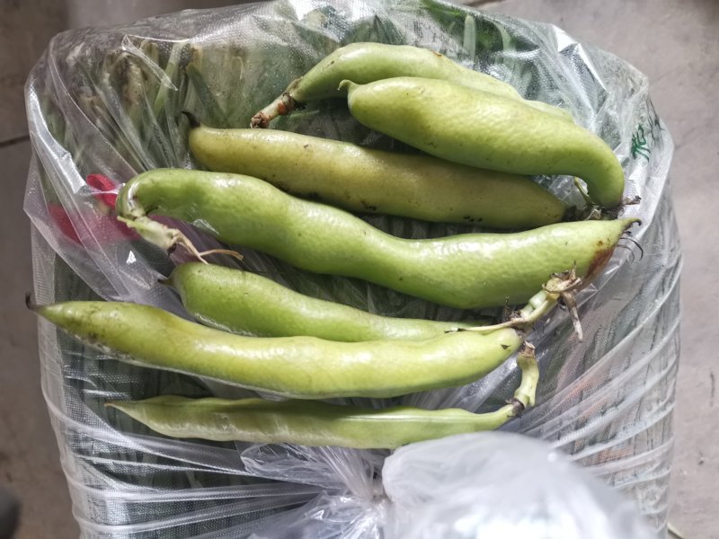 蚕豆（大豆4粒以上）新品种，绿颗粒每天可以走货