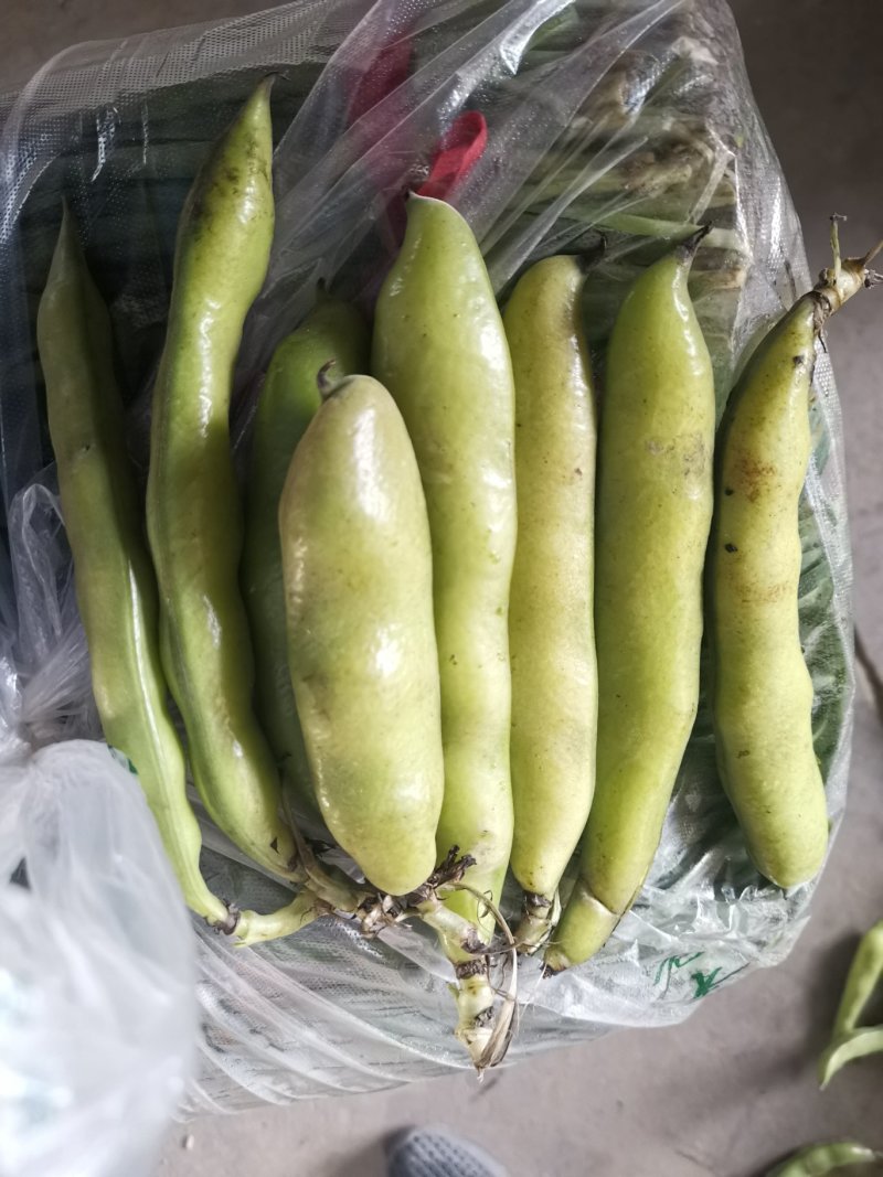 蚕豆（大豆4粒以上）新品种，绿颗粒每天可以走货