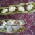 蚕豆（大豆4粒以上）新品种，绿颗粒每天可以走货