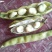 蚕豆（大豆4粒以上）新品种，绿颗粒每天可以走货