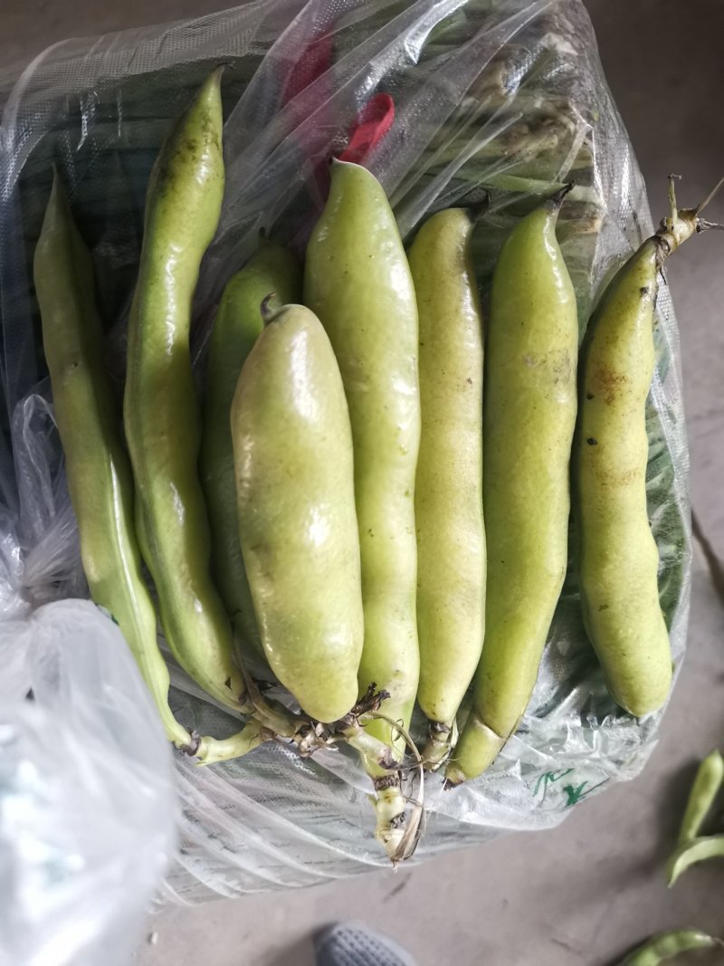 蚕豆（大豆4粒以上）新品种，绿颗粒每天可以走货