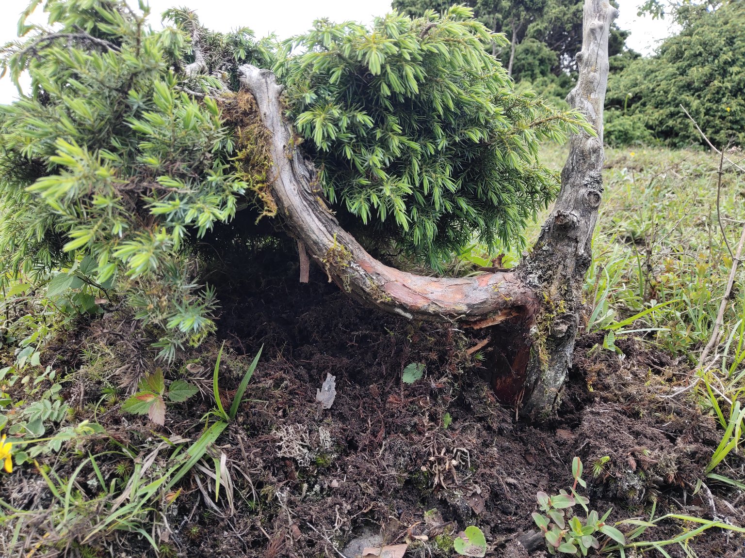 龙柏的整体形态,展示其螺旋状扭曲的树干和紧凑的塔形树冠 龙柏的整体形态