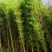 刚竹苗移植苗淡竹移植苗早园竹移植苗雷竹移植苗毛竹