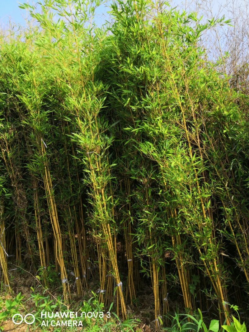刚竹苗移植苗淡竹移植苗早园竹移植苗雷竹移植苗毛竹