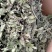 薄荷叶各种规格！精品大货批发！质量好！价格低！