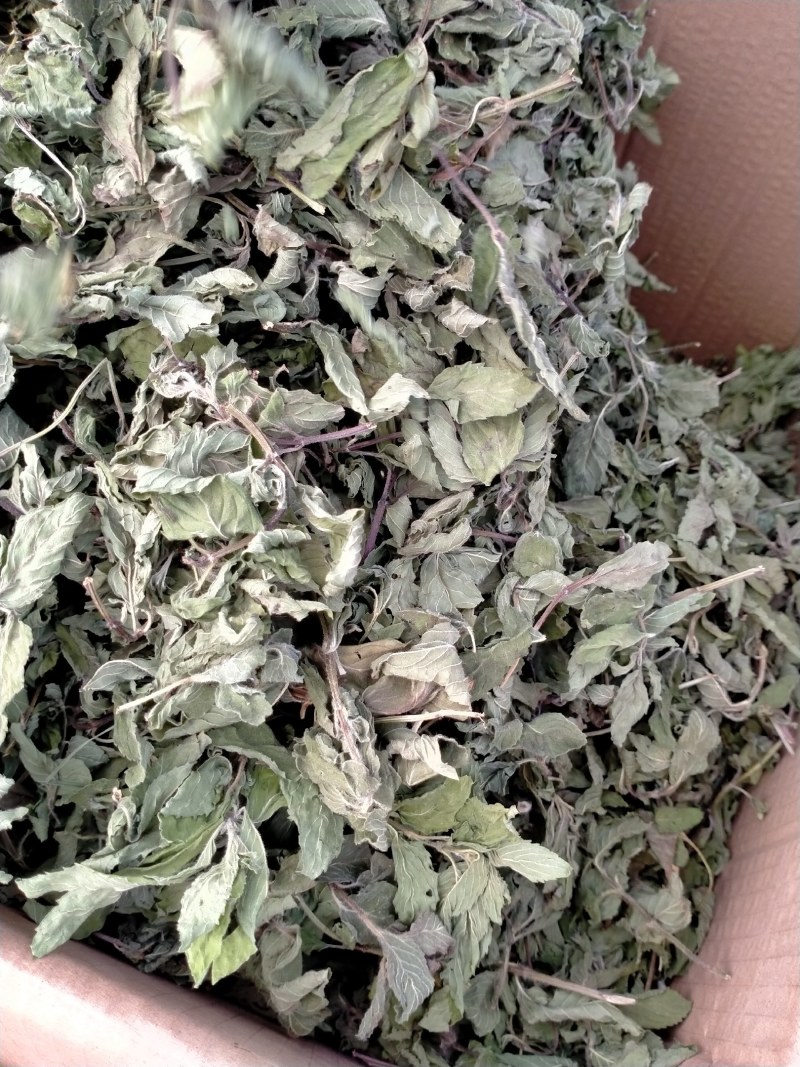 薄荷叶各种规格！精品大货批发！质量好！价格低！