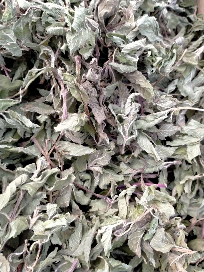 薄荷叶各种规格！精品大货批发！质量好！价格低！