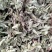 薄荷叶各种规格！精品大货批发！质量好！价格低！