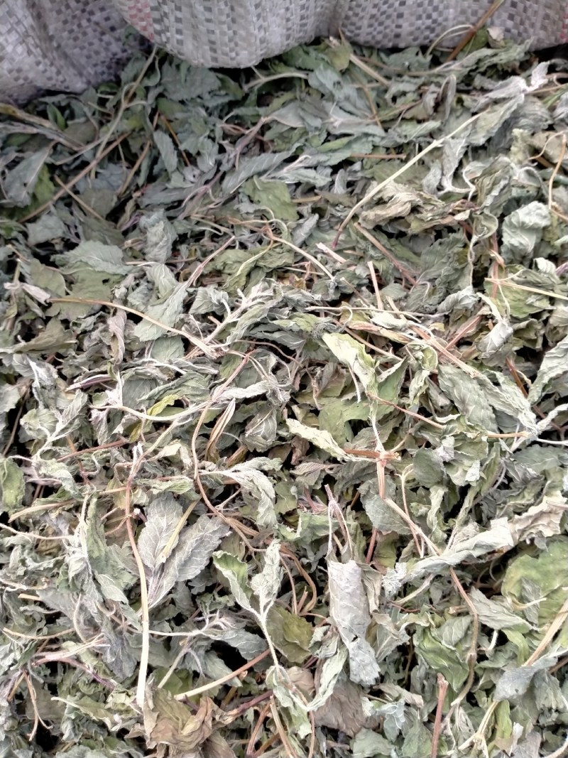 薄荷叶各种规格！精品大货批发！质量好！价格低！