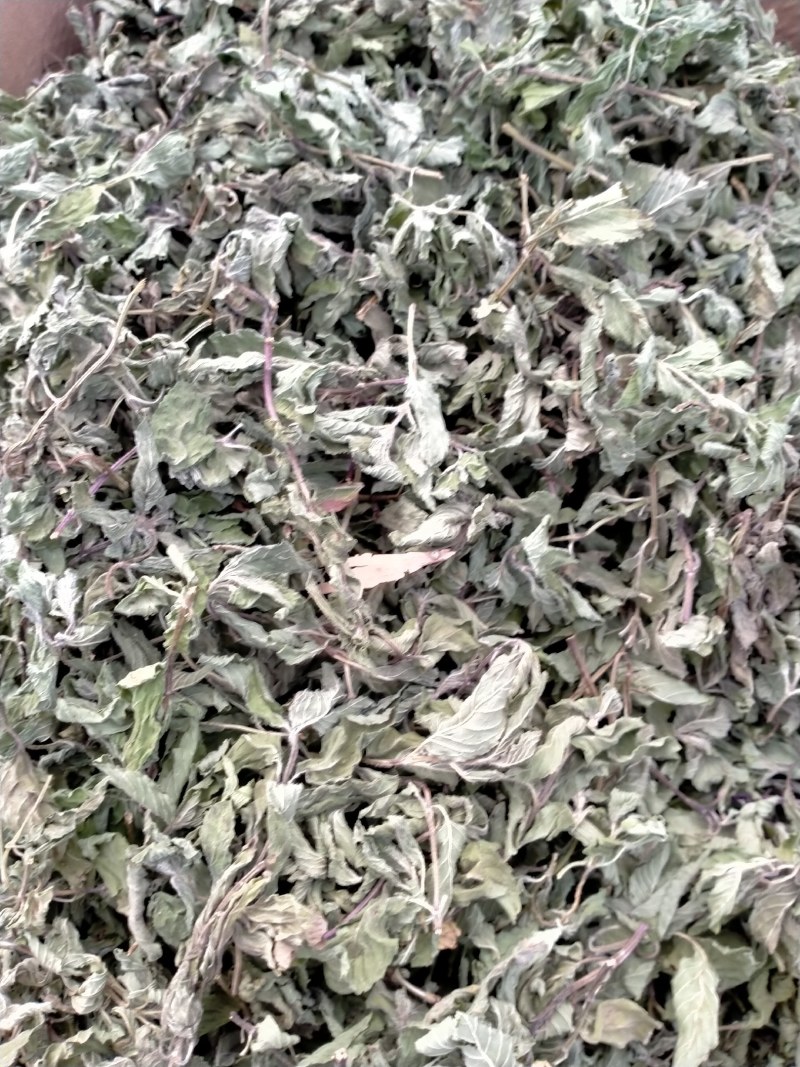 薄荷叶各种规格！精品大货批发！质量好！价格低！