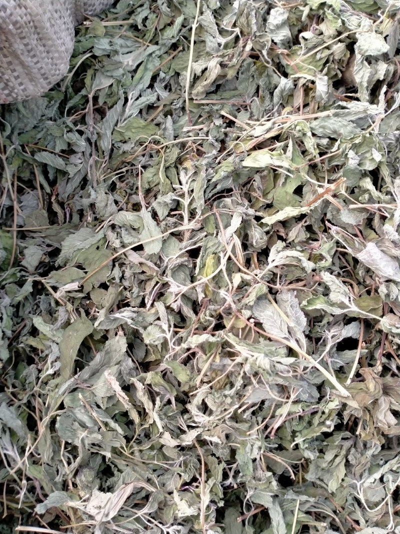 薄荷叶各种规格！精品大货批发！质量好！价格低！