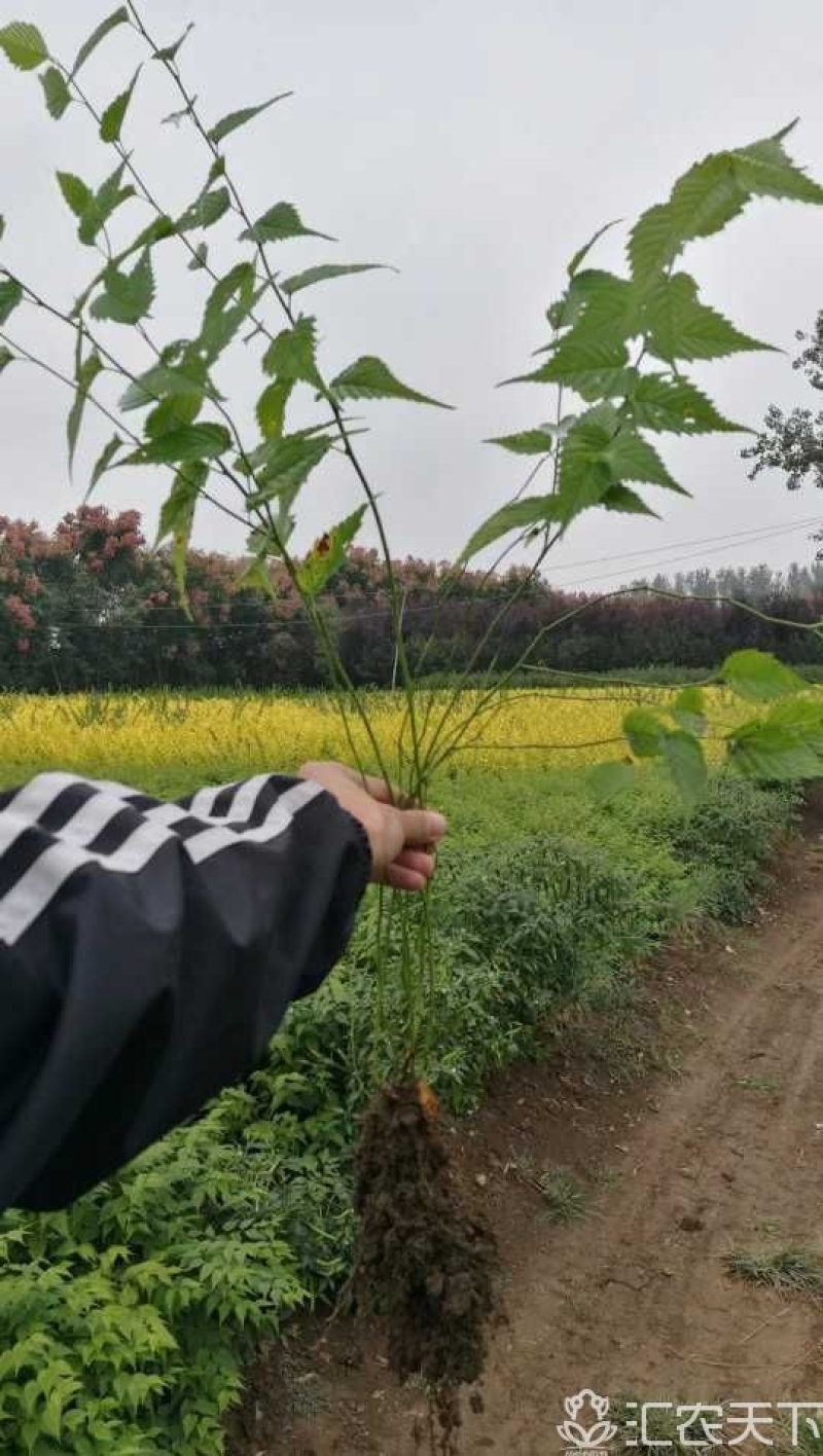 棣棠丛生棣棠重瓣棣棠3---20分枝产地直销