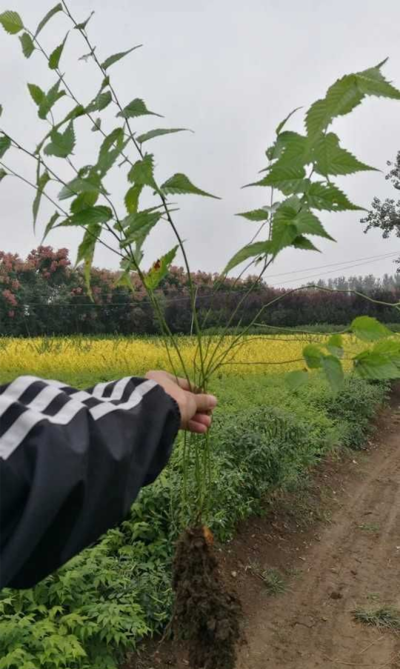 棣棠丛生棣棠重瓣棣棠3---20分枝产地直销