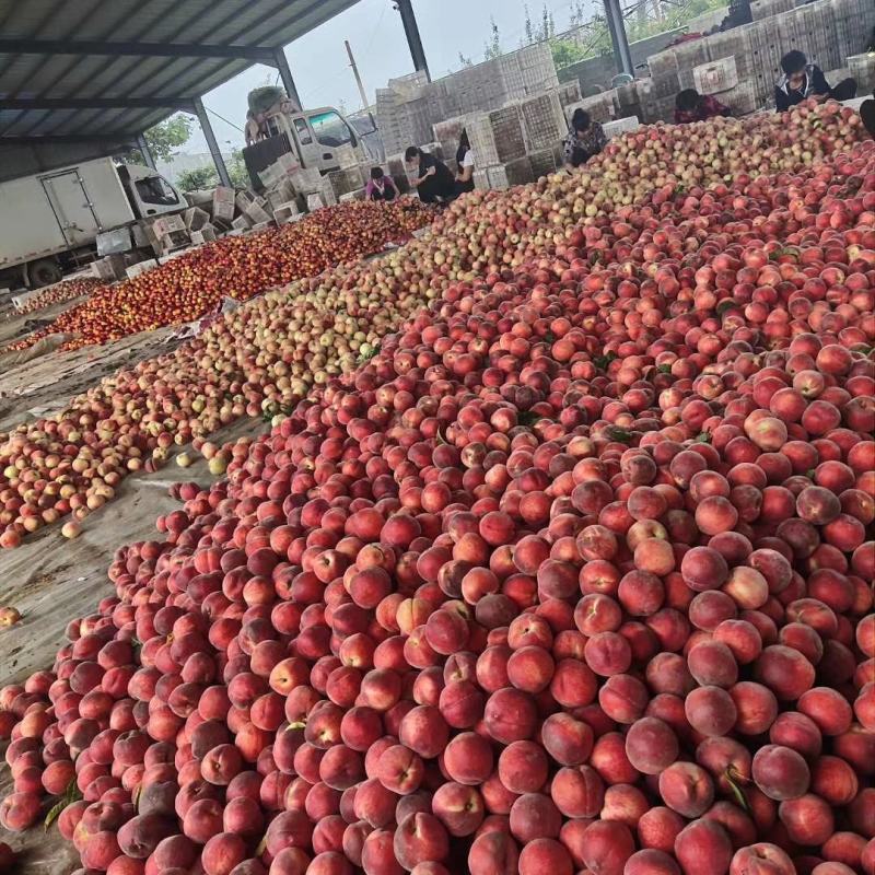 山东油桃，中油四号，126油桃，中油16号