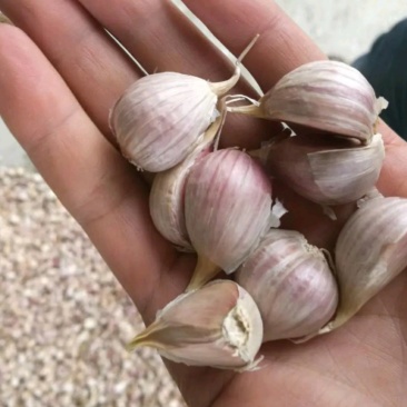 寒蒜