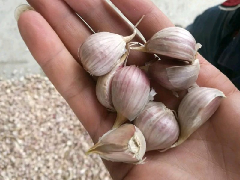 寒蒜