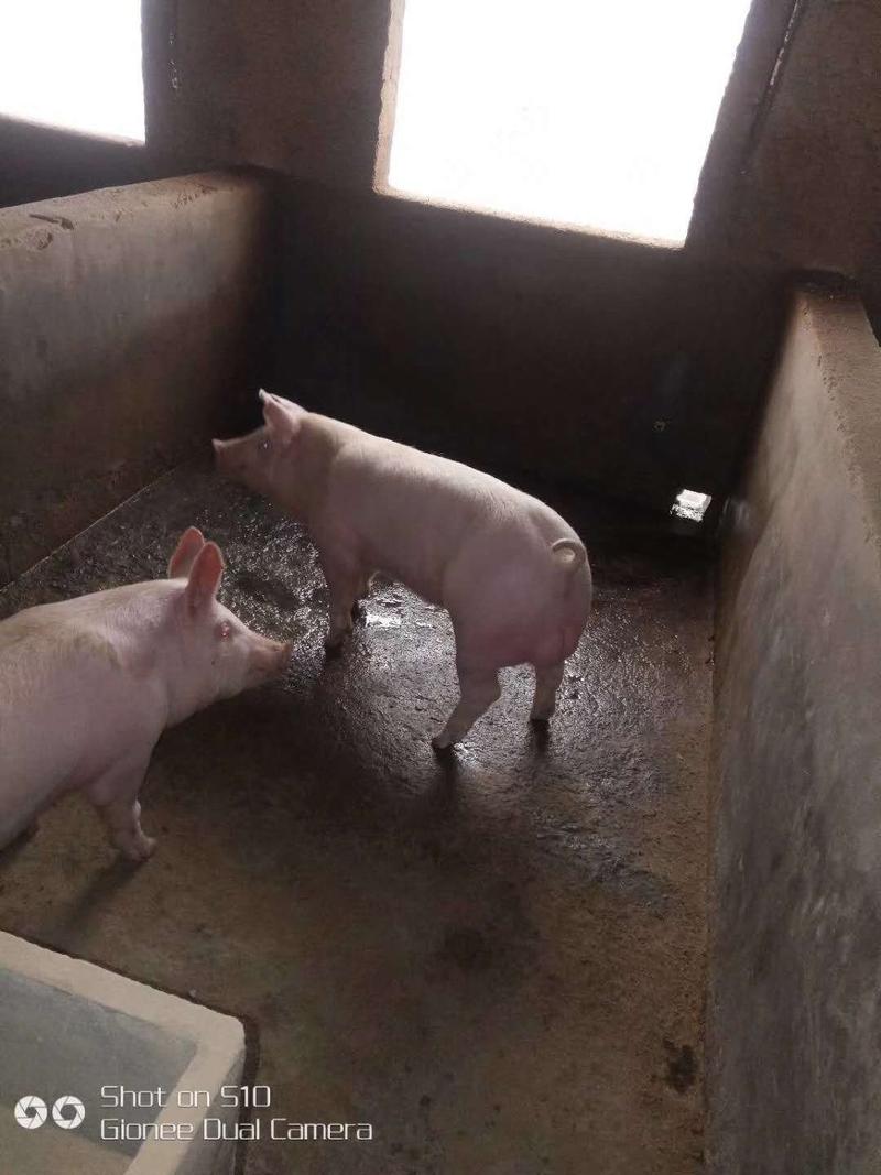 杜洛克种猪常年对外销售原种公猪，原种母猪品种优良欢迎选