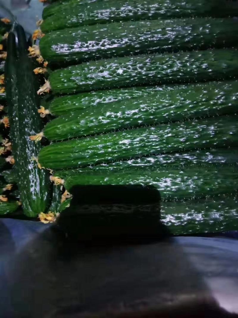 大棚亮条黄瓜大量上市，大量有货，质量很好，价格便宜。。。