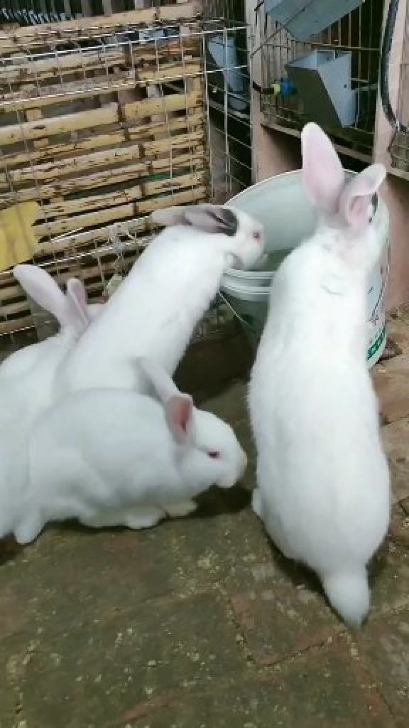 杂交肉兔，伊拉黑，连三黑，公羊兔