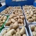 土豆，荷兰十五黄心土豆，荷兰十五土豆大量出库