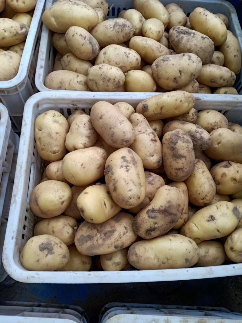 土豆，荷兰十五黄心土豆，荷兰十五土豆大量出库