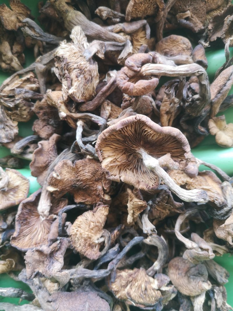 东北榛蘑农家小鸡炖蘑菇铁锅炖20斤起榛蘑批发