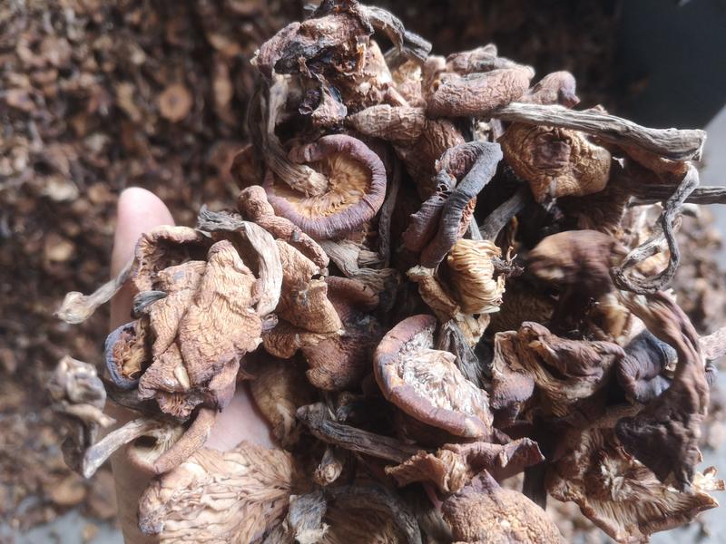 东北榛蘑农家小鸡炖蘑菇铁锅炖20斤起榛蘑批发
