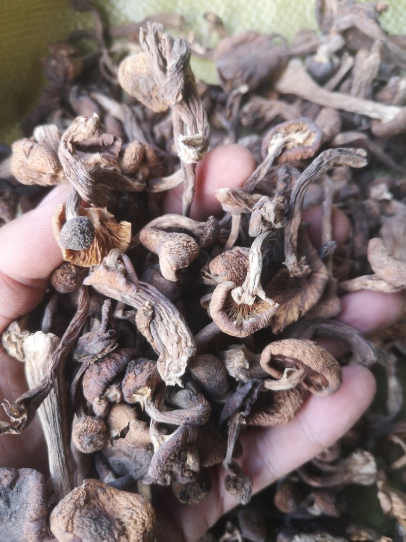 东北榛蘑农家小鸡炖蘑菇铁锅炖20斤起榛蘑批发
