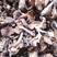 东北榛蘑农家小鸡炖蘑菇铁锅炖20斤起榛蘑批发